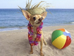 чихуахуа у моря с венцом вокруг шеи, с шляпой сомбреро и пляжным мячом