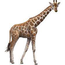 A Tall Cute Giraffe