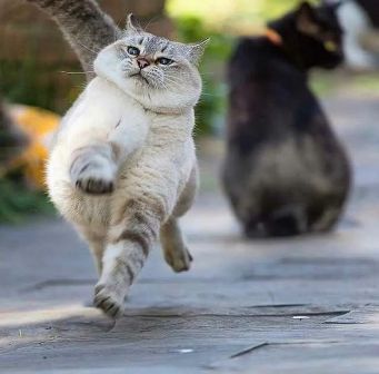 Funny Cat Walking