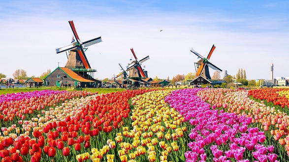 Tulip Fields With Windmills In The Background Windmolens Met Tulp Bloemen