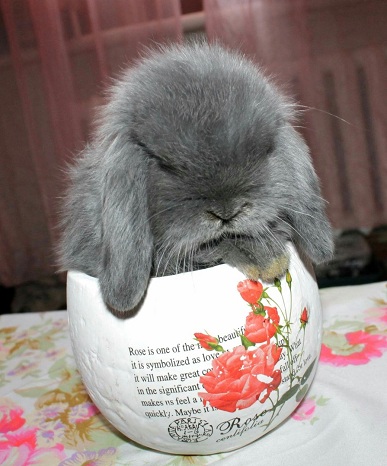 A Cute Blue Pygmy Rabbit In A White Pot From Red Perl Rabbitry Moscow