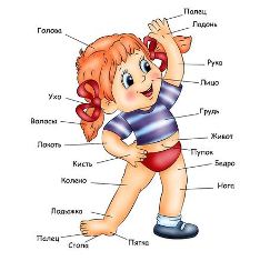 Body Parts In Russian   A Little Girl